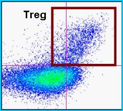 Regulatory T Cells Figura.1