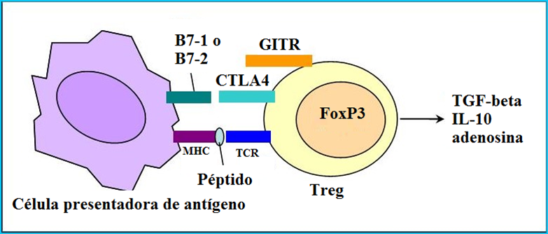 Regulatory T Cells Figura.2