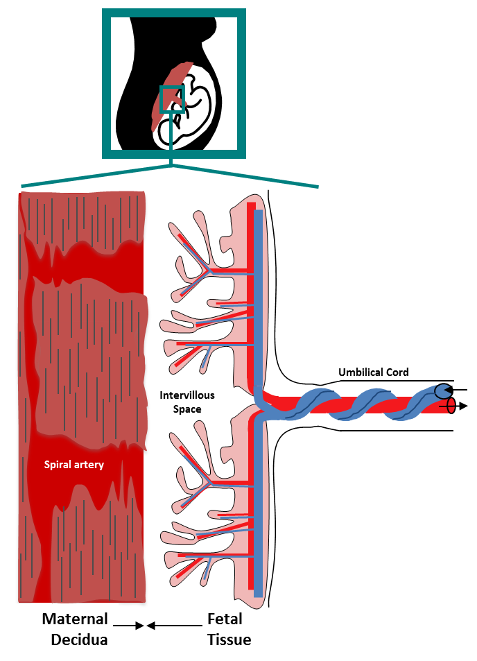 Reproductive Immunology Figure.1