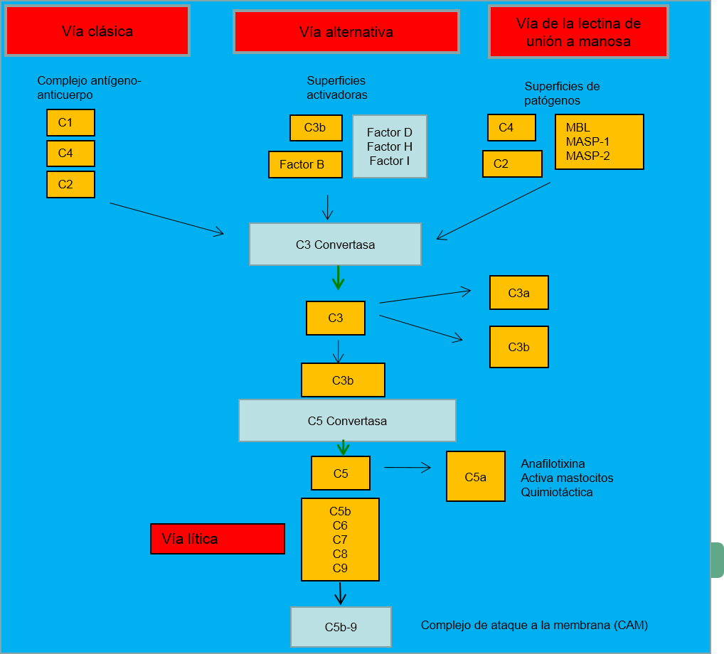 Sistema del complemento Figura-1