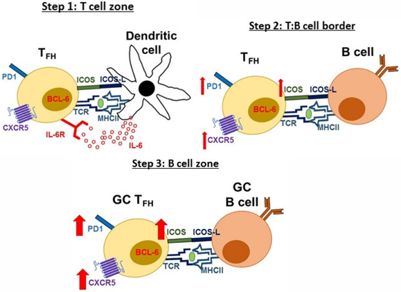 T Cells. Image 3