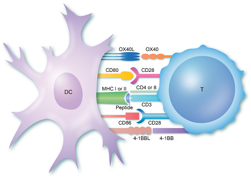 T-Cell Activation 