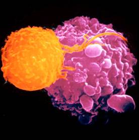 T Cells Figure 1