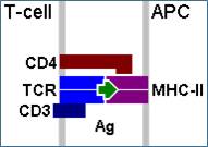 Helper T Cell