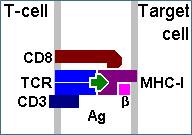 Cytotoxic T cell