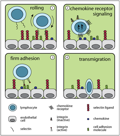 T Lymphocyte Transmigration Figure-1