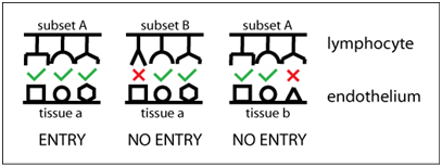 Tissue-selective lymphocyte transmigration