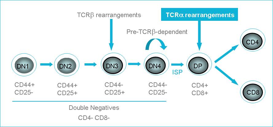 T-cell development in thymus Figure.1