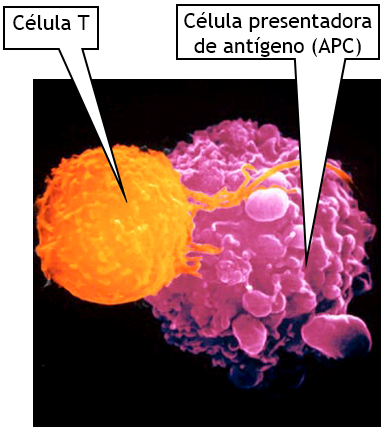 Figura 1. Células T 