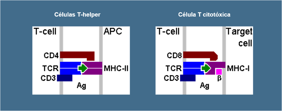 Células T Figura 2