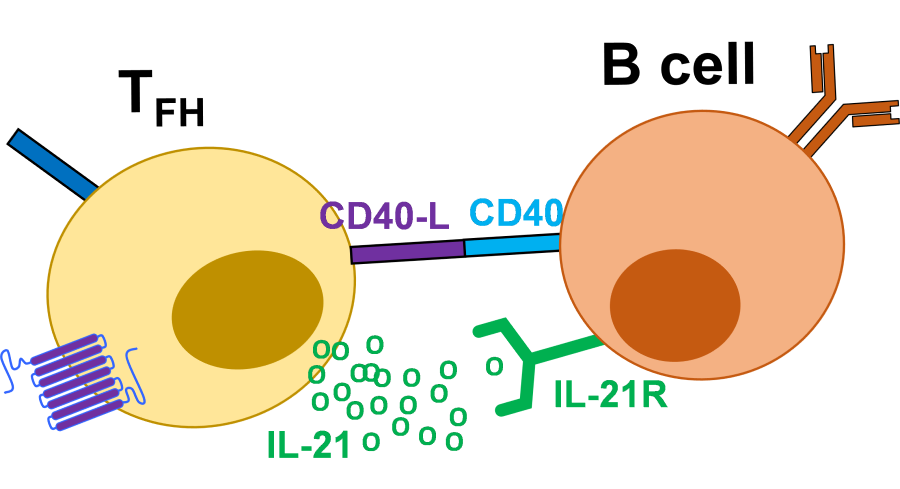 T follicular helper cells 