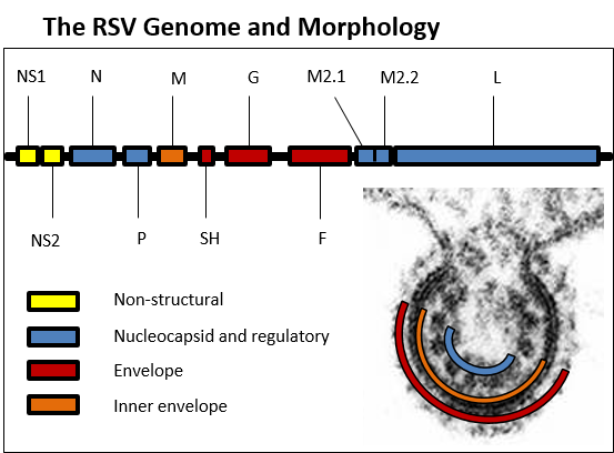 The RSV Genome and Morphology