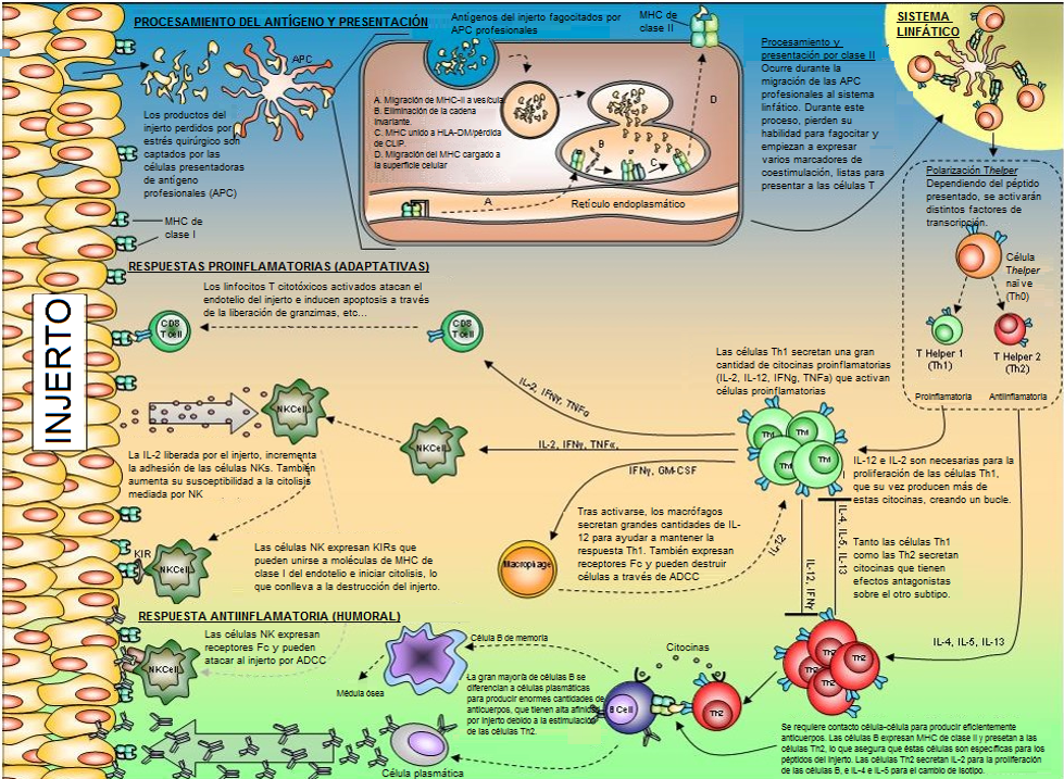 Transplant rejection- The cell paradigm Figura.2