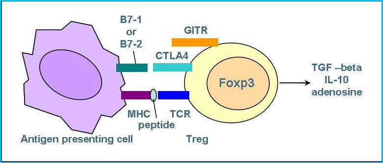 Tregs Figure 2