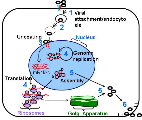Virus Replication Figure 1. 