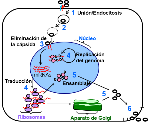 Virus Replication Figura 1. 