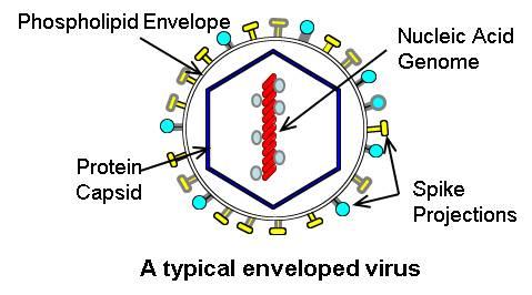 Viruses Introduction Figure- 1.
