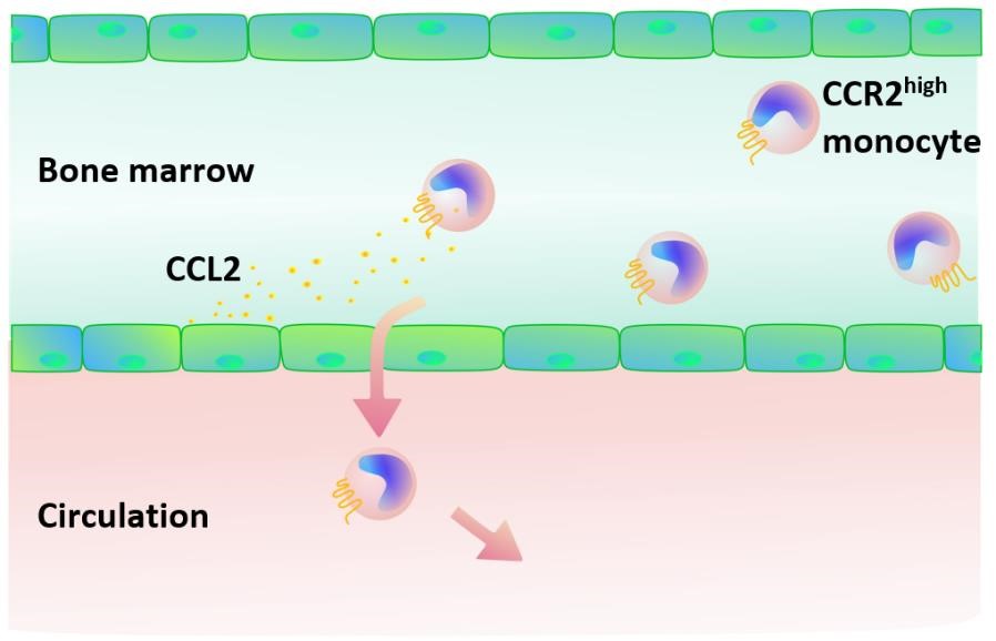 Chemokine Receptors on Monocytes Figure 1