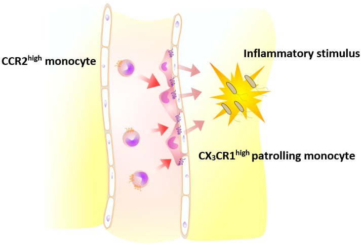 Chemokine Receptors on Monocytes Figure 2