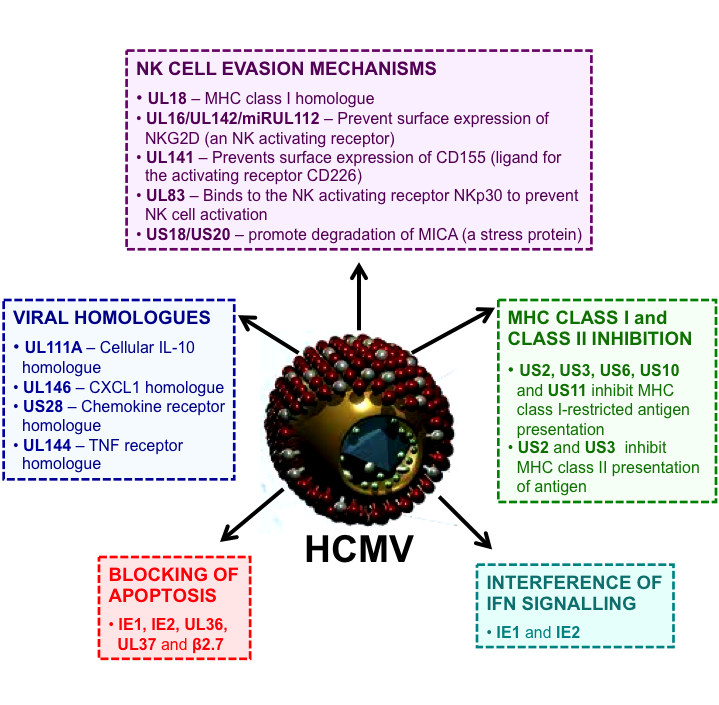 Immune Evasion Mechanism HCMV Figure.2