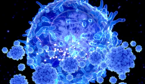 Helper T cells stimulate B cells and other immune cells