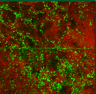 Biofilm Figure 1 Biofilm Figure 1