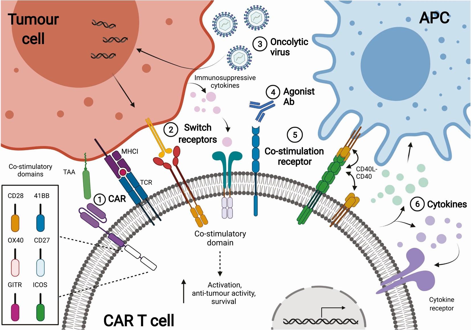 Figure 2. Enhancing Car T Cells 