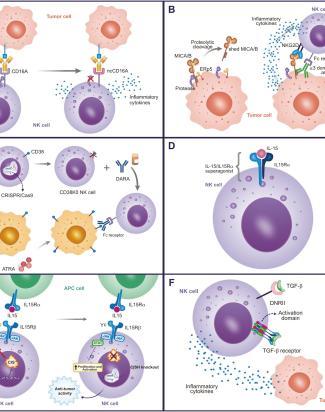 T Cell Target Approaches to Cancer