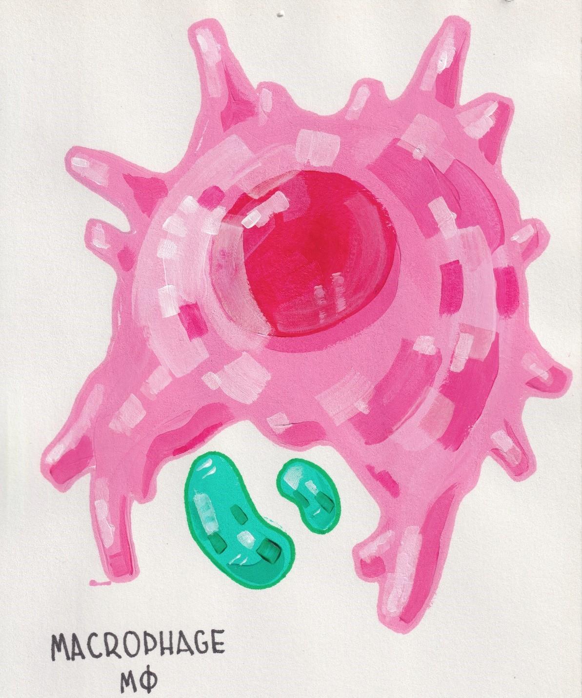 Infectious macrophage