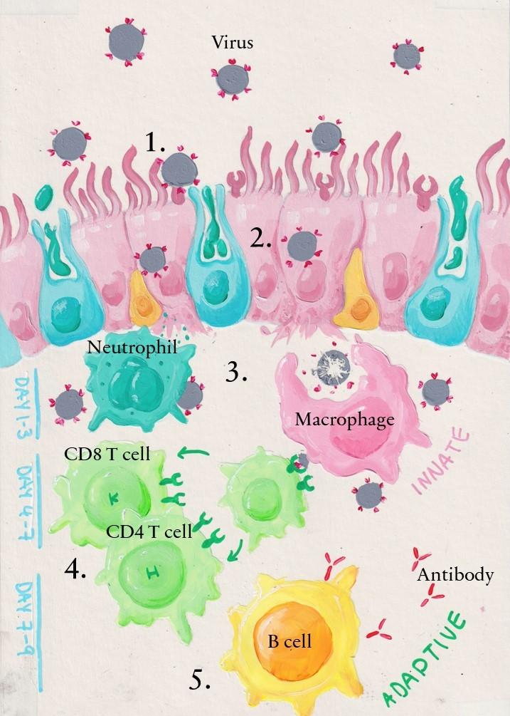 Infectious Immunity download image 