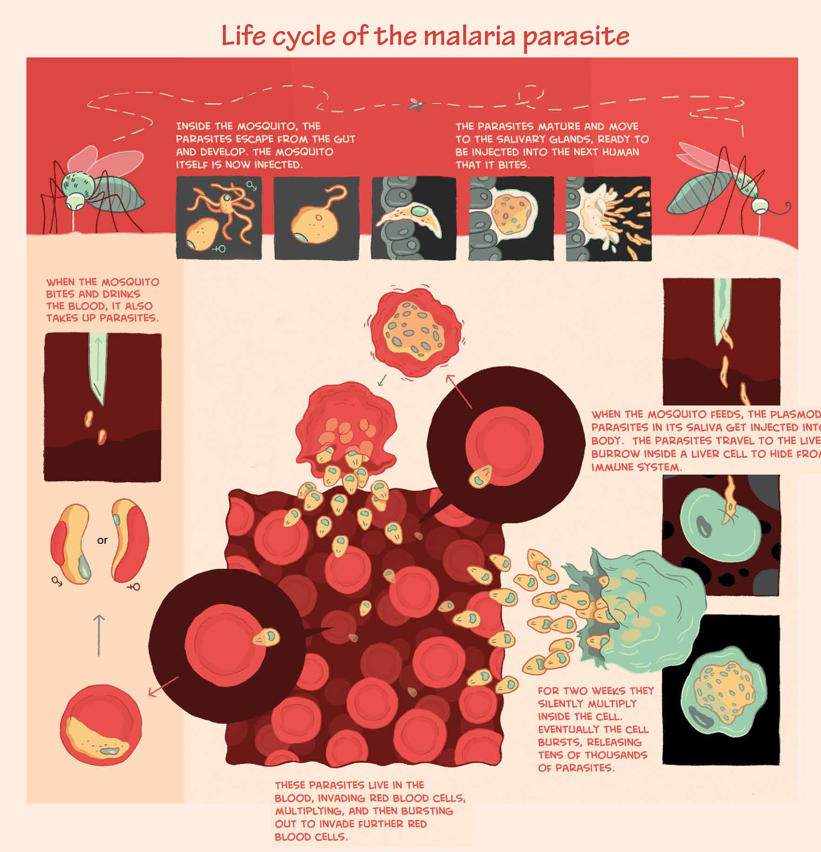 Malaria poster Malaria poster