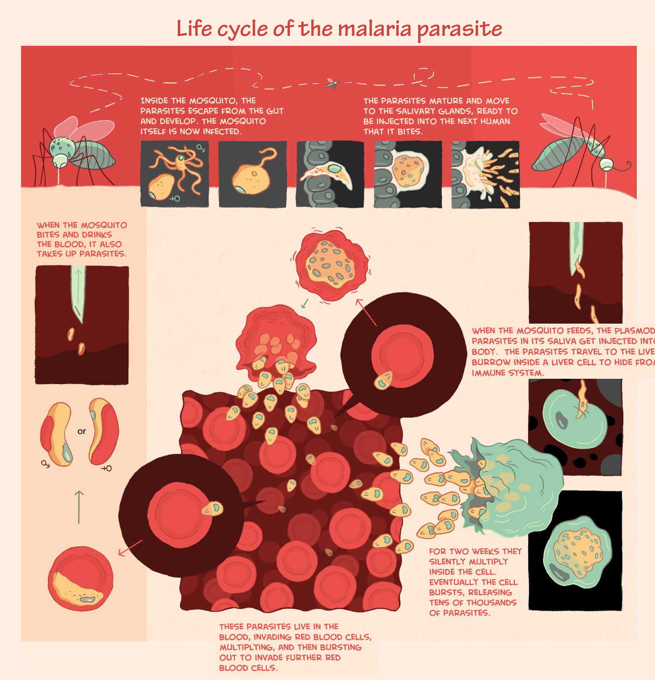 Malaria poster 