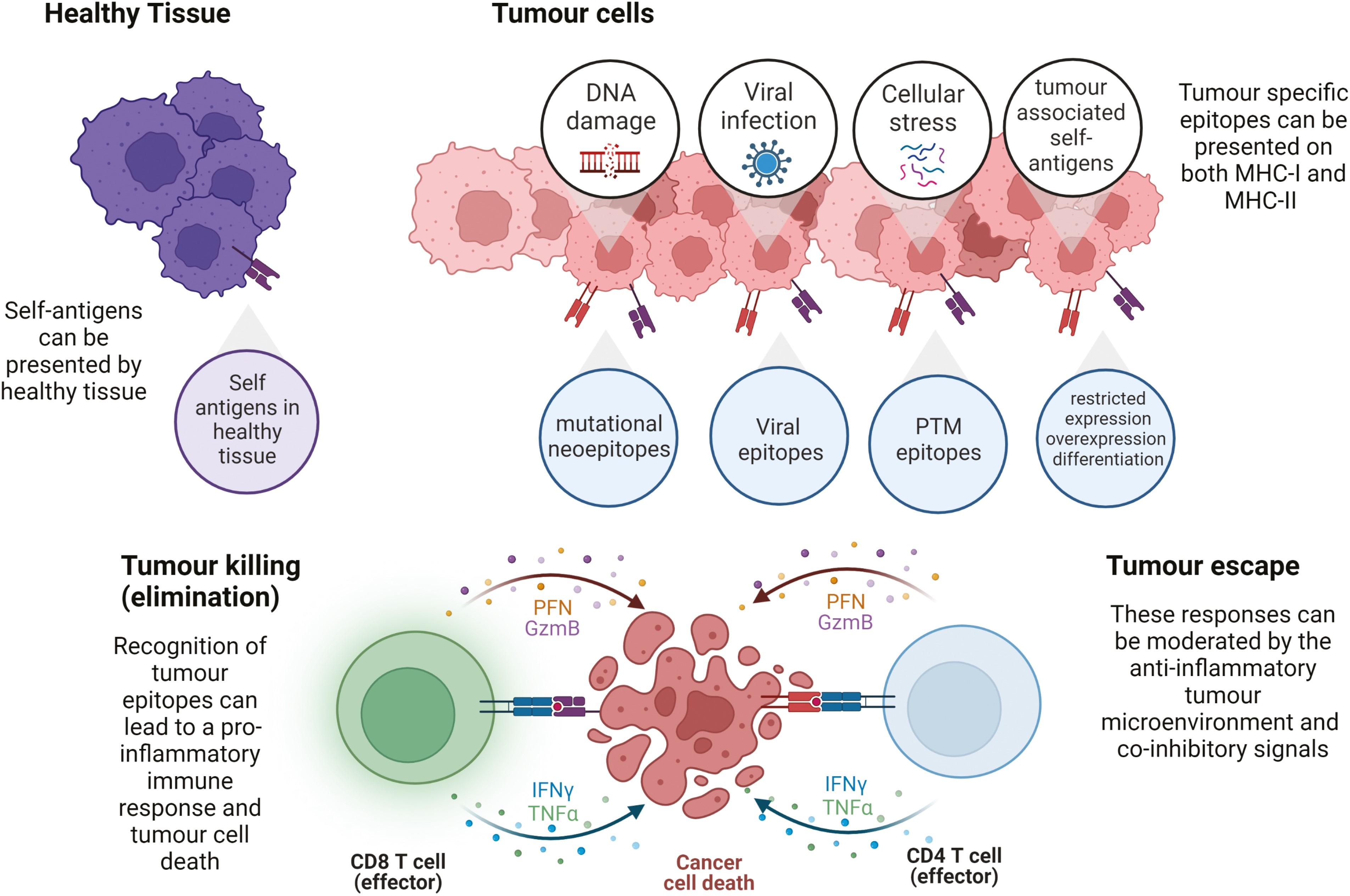 Figure from article 'What do cancer-specific T cells ‘see’?'