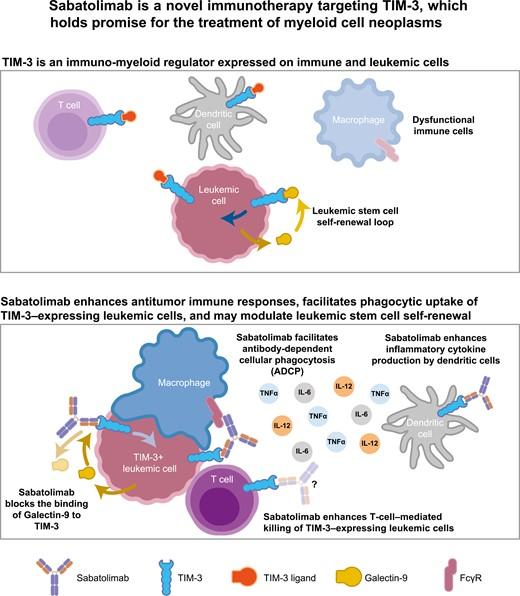 Figure from 'Characterization of sabatolimab, a novel immunotherapy with immuno-myeloid activity directed against TIM-3 receptor'
