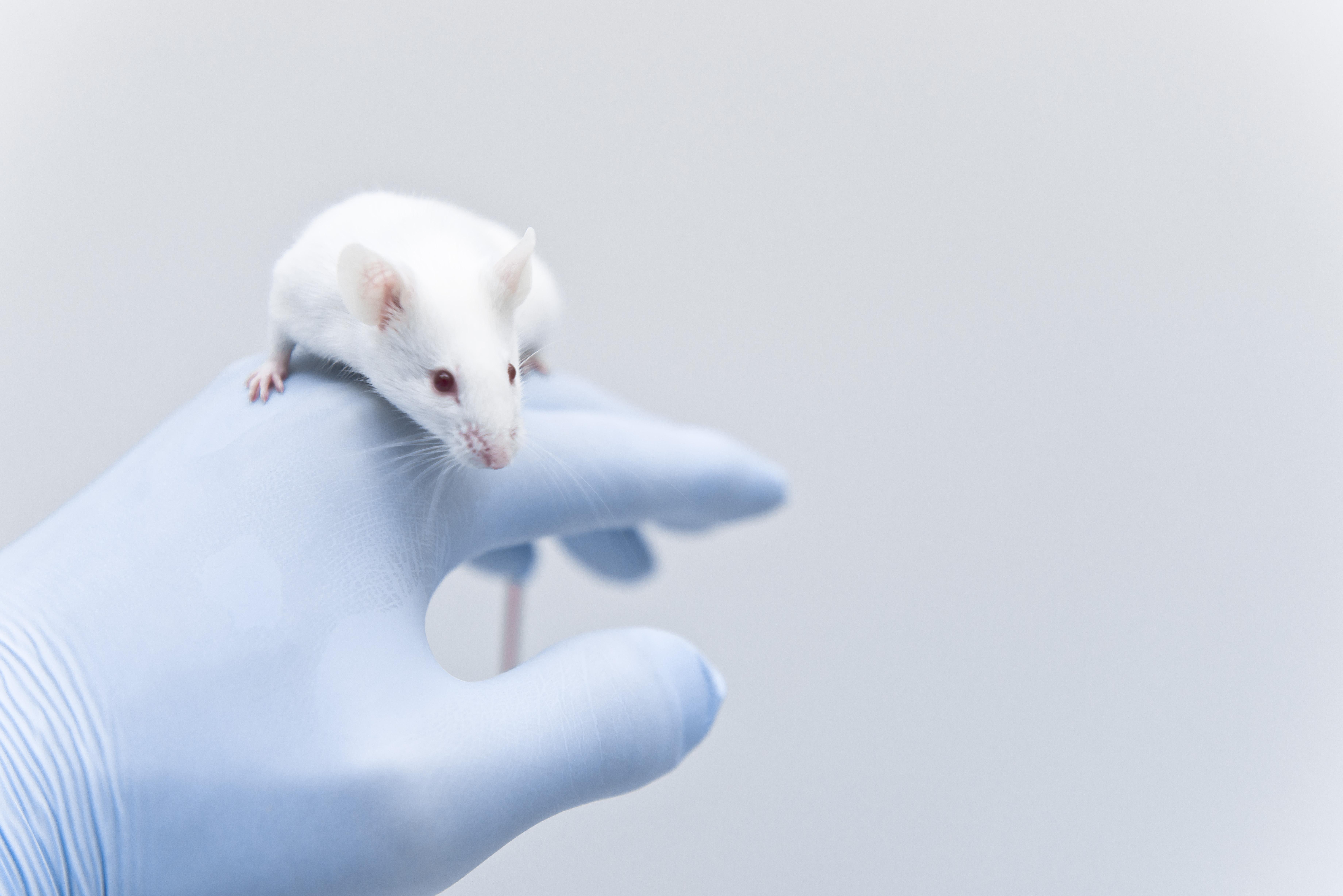 Credit: Shutterstock - unoL white mouse crawling over a gloved hand