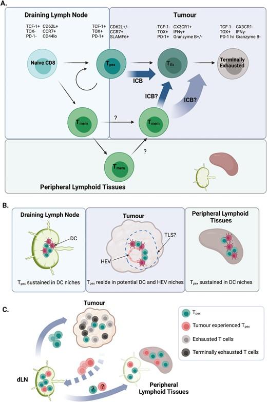 Graphical abstract Kennedy et al