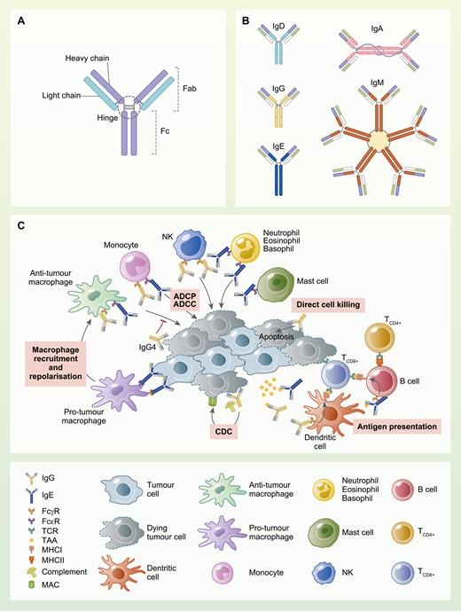 Graphical abstract Monroy-Iglesias et al