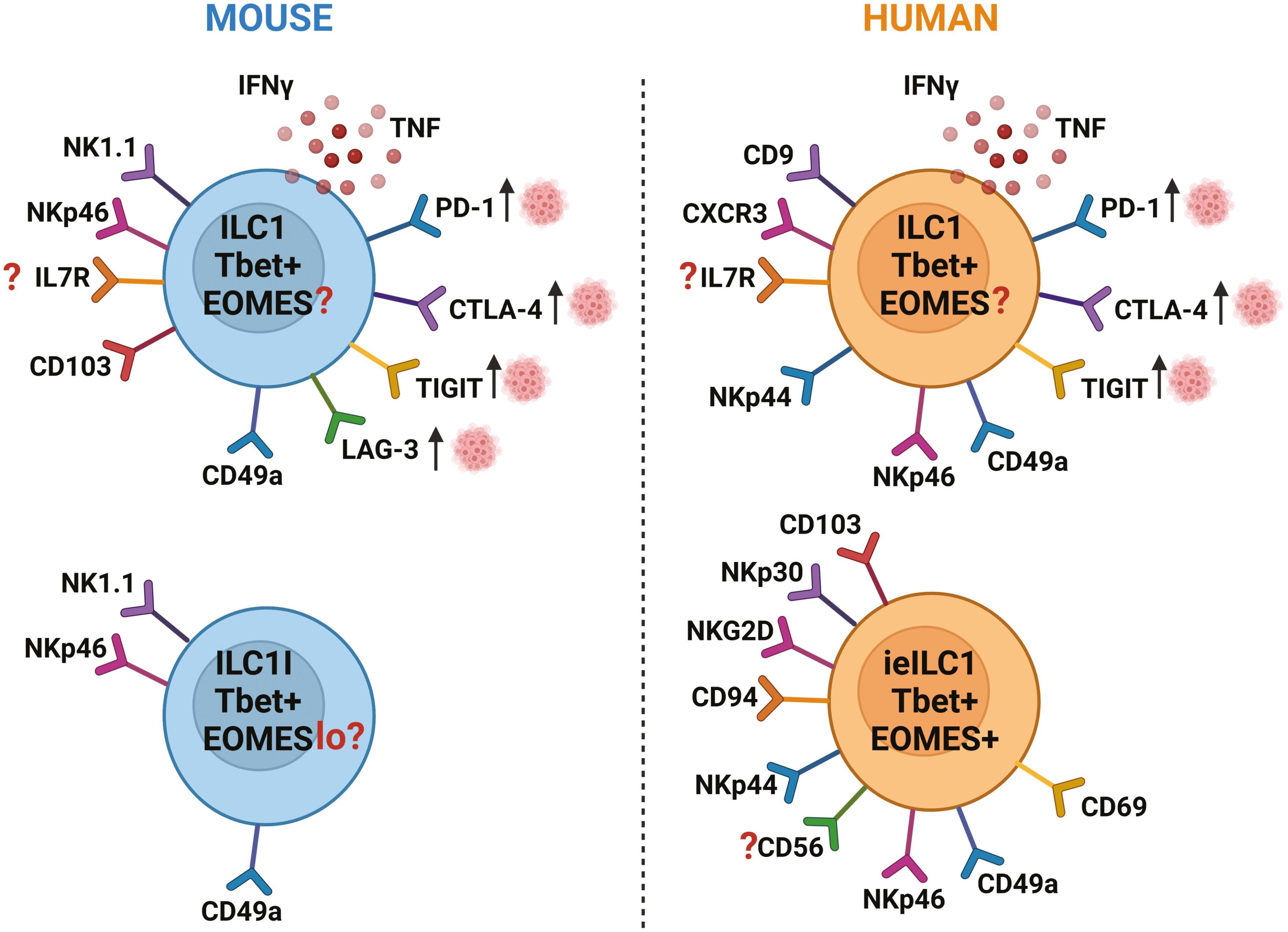 Figure depicting the variation in cell marker and transcription factor expression in ILC1s in mice and humans 