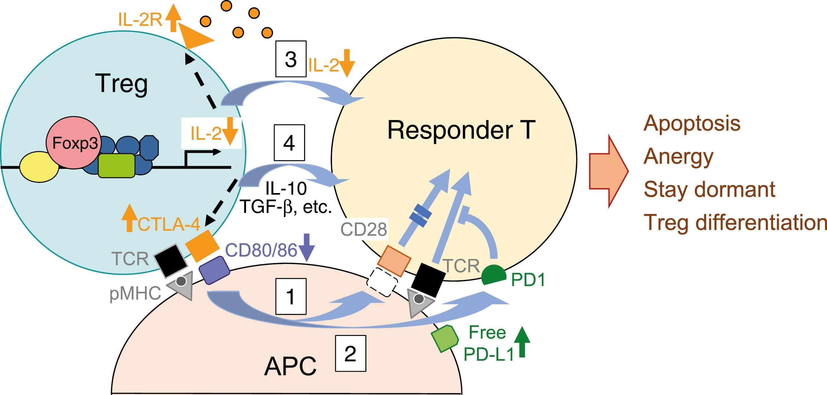 Figure showing Treg-mediated suppressive mechanisms and cell fates of responder T cells subjected to suppression