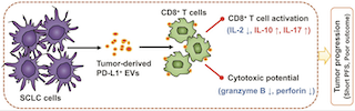 Figure from 'Extracellular vesicles containing PD-L1 contribute to CD8+ T-cell immune suppression and predict poor outcomes in small cell lung cancer' Figure from 'Extracellular vesicles containing PD-L1 contribute to CD8+ T-cell immune suppression and predict poor outcomes in small cell lung cancer'
