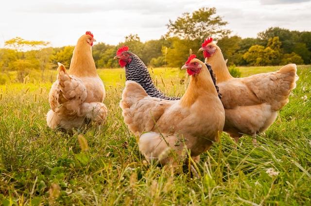 Credit: Shutterstock/Moonborne Image of chickens