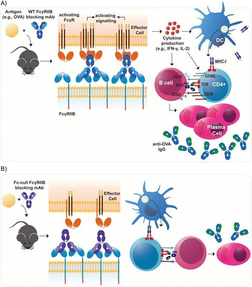 FcγRIIB (CD32B) antibodies enhance immune responses through activating FcγRs