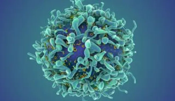 CD4+T-cells