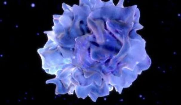 Dendritic Cells Tissue