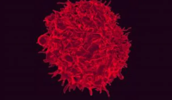 Gamma Delta T-Cell