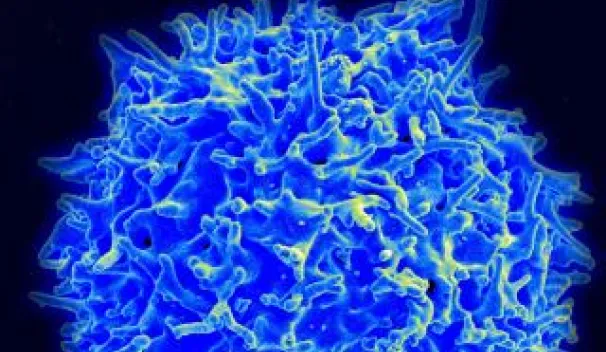 Helper and Cytotoxic T Cells