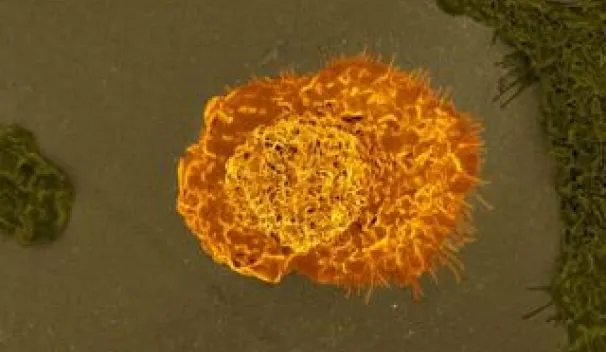 Macrophages Cells