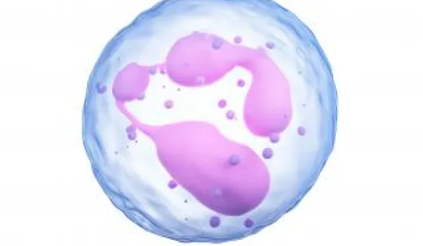 Neutrophil Cells 