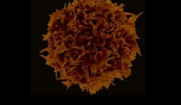 Regulatory T Cells (Tregs)