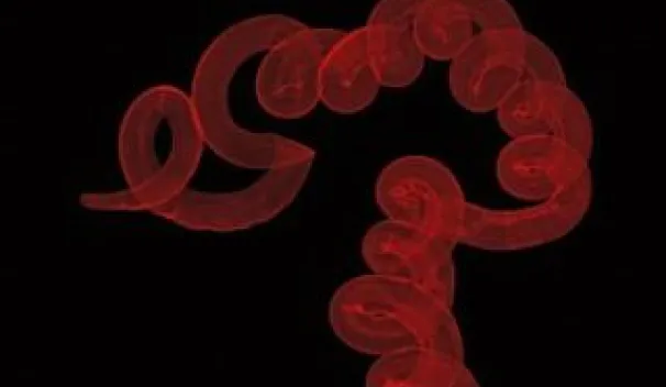 Intestinal nematode parasites